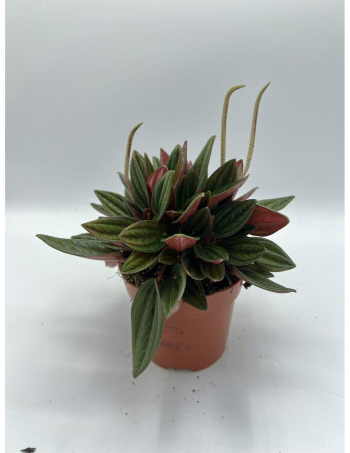 8 Piante di Peperomia Caperata Rosso Vaso 10.5cm