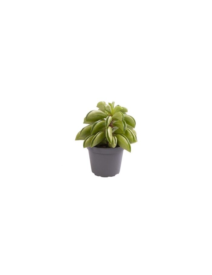 8 Piante di Peperomia Firesparks Vaso 5.5cm