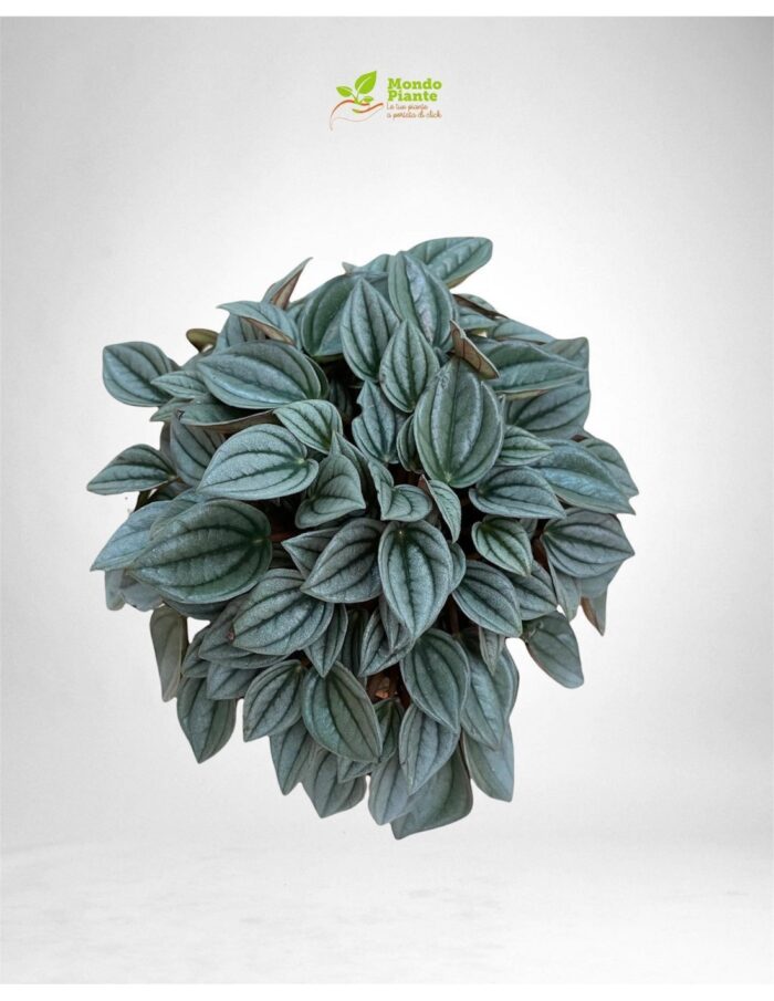 8 Piante di Peperomia 'Napoli Nights' Vaso 10.5cm