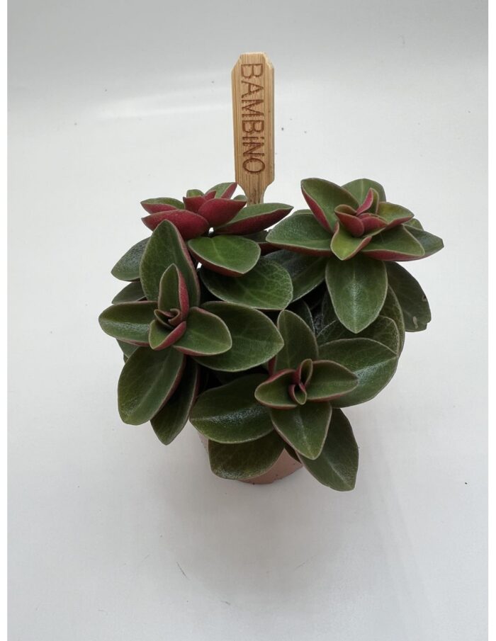 8 Piante di Peperomia 'Red Long' Vaso 5.5cm