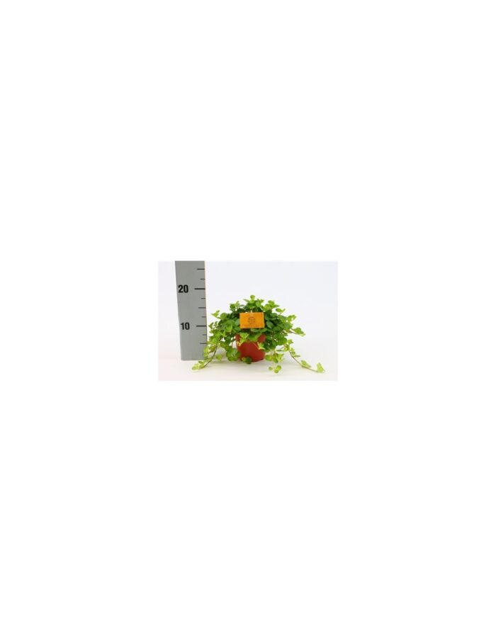8 Piante di Peperomia Rotundifolia Vaso 12cm