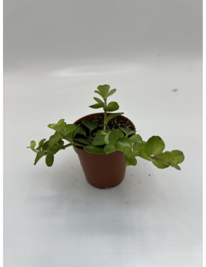 8 Piante di Peperomia Rotundifolia Vaso 5.5cm