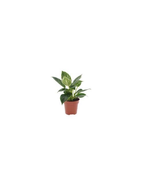 philodendron-birkin-white-wave