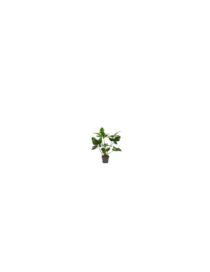 8 Piante di Philodendron Fun Bun Vaso 14cm