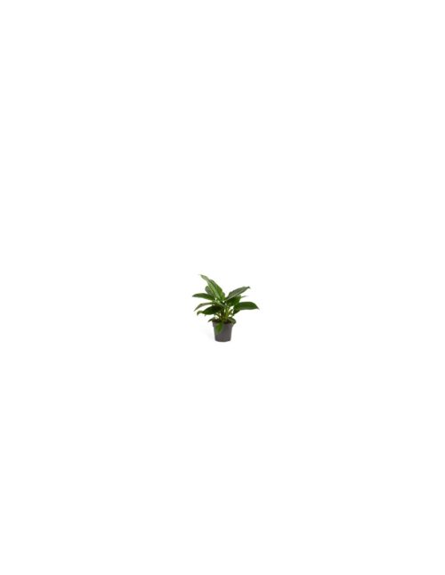 philodendron-imperial-green