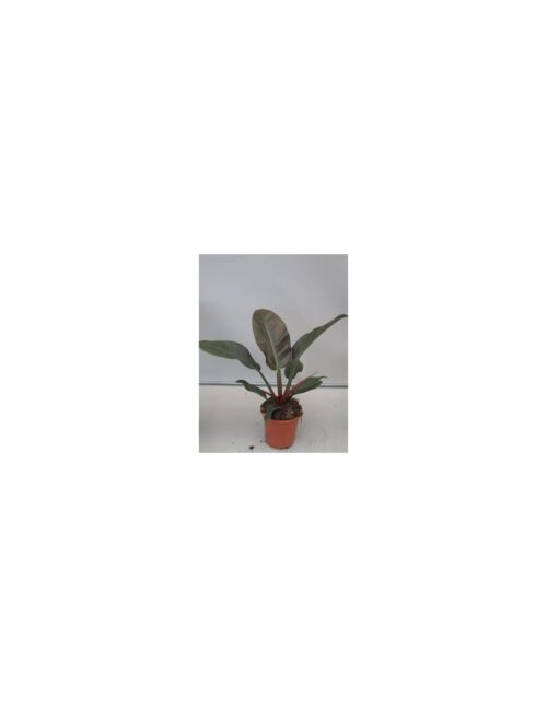 pianta-philodendron-imperial-red