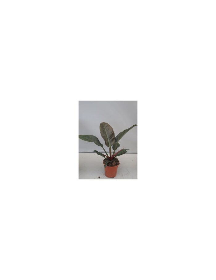 pianta-philodendron-imperial-red