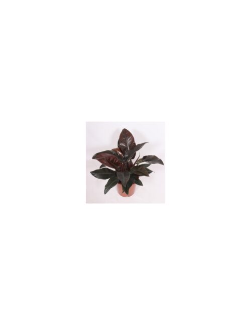 pianta-philodendron-imperial-red