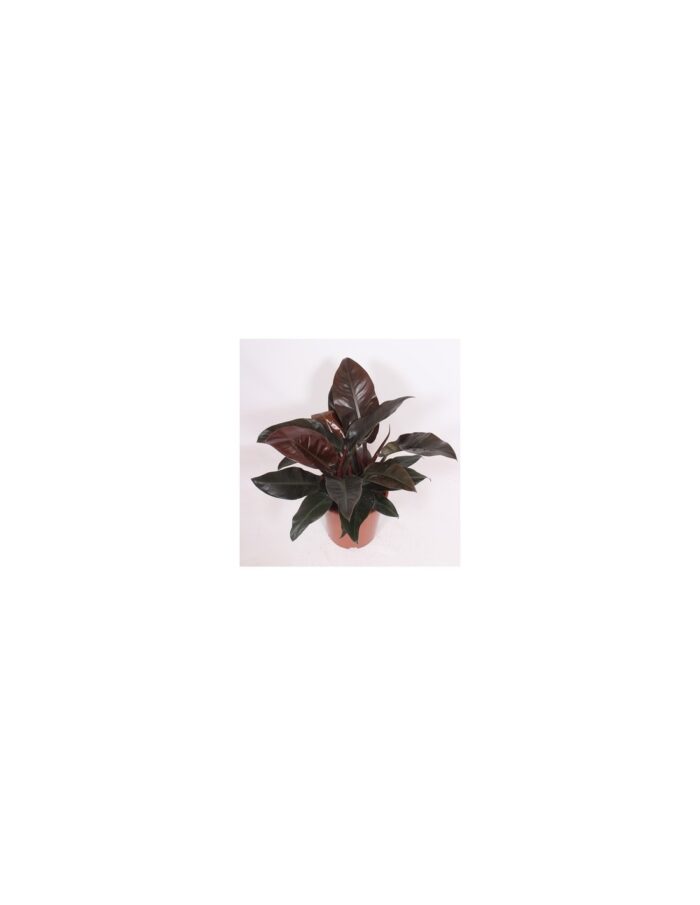pianta-philodendron-imperial-red