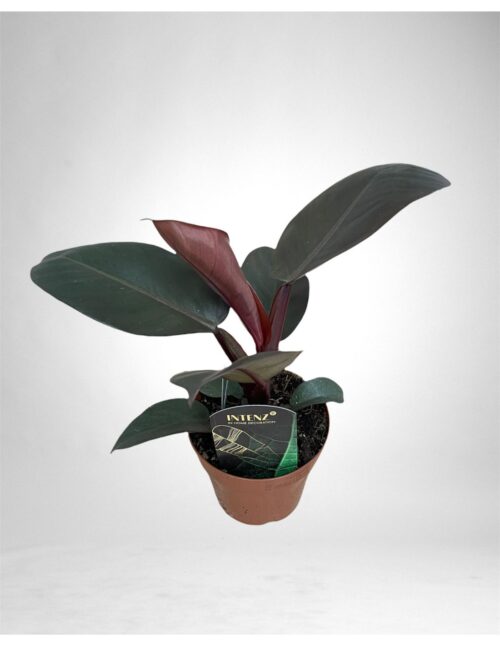 pianta-philodendron-other-black-cardinal
