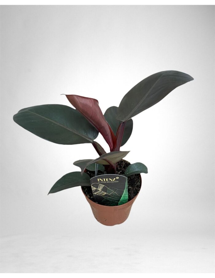 pianta-philodendron-other-black-cardinal
