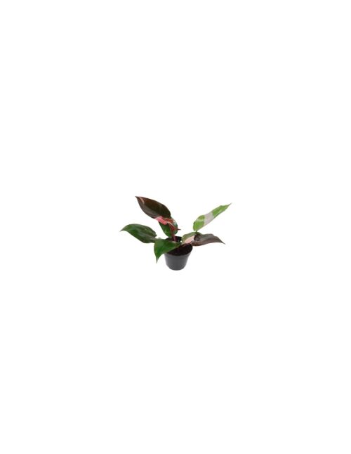 pianta-philodendron-other-pink-princess
