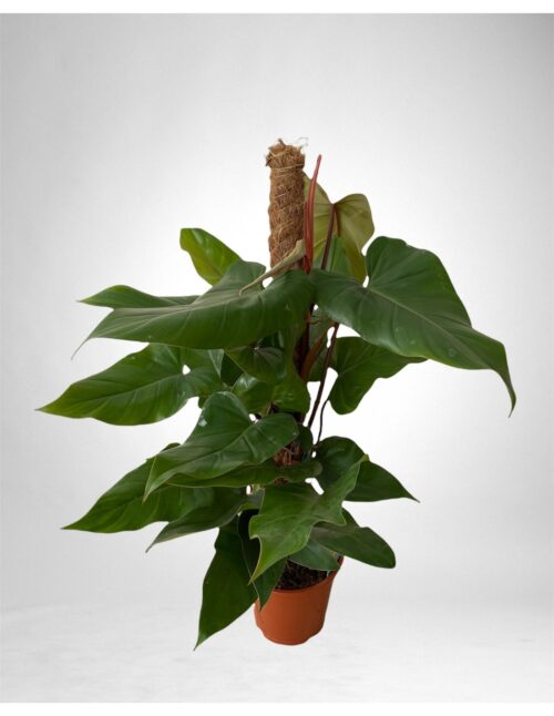 pianta-philodendron-red-emerald-mosstick