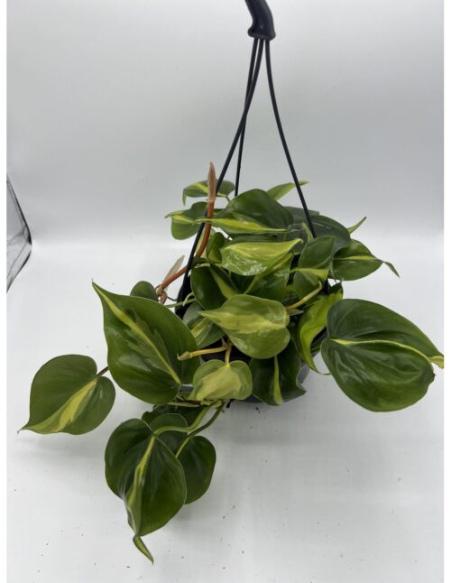 pianta-philodendron-scandens-brasil