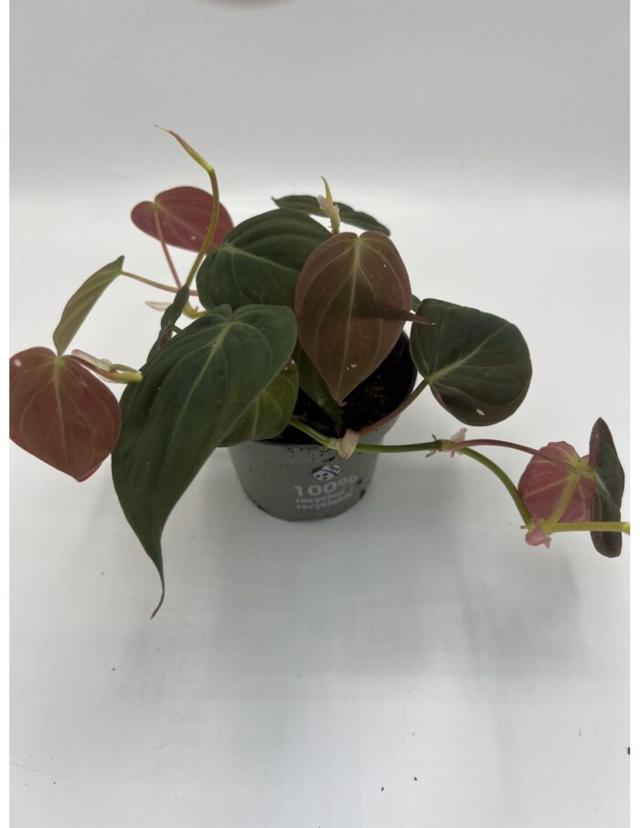 8 Piante di Philodendron Scandens Subsp. Micans Vaso 12cm