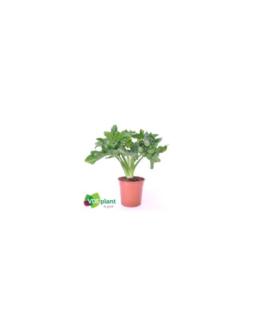 pianta-philodendron-selloum-atom