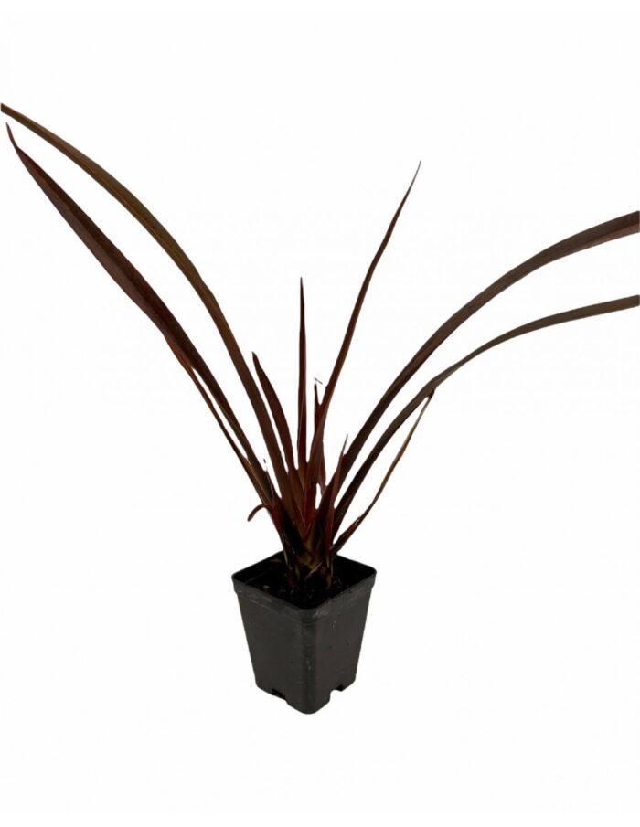 40 Piante di Phormium Vaso 7cm