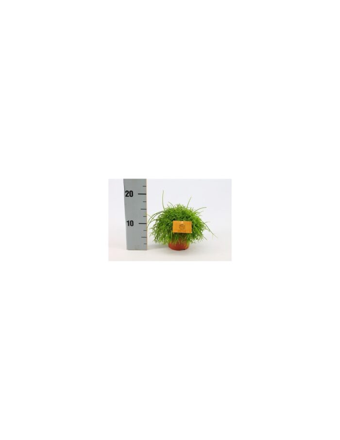 8 Piante di Rhipsalis Cassutha Cassera Vaso 5.5cm
