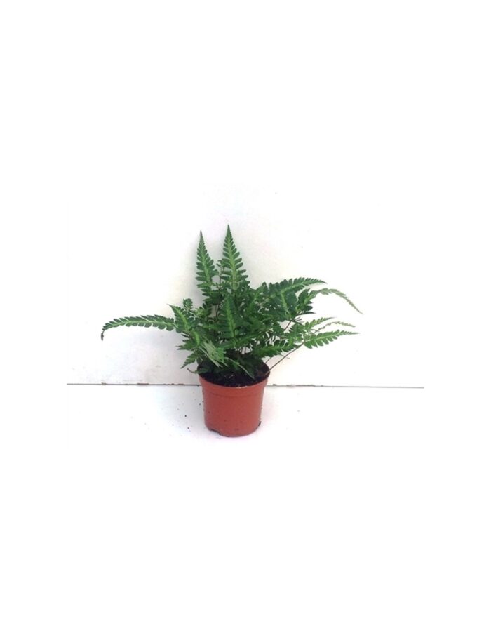 8 Piante di Rumohra Adiantiformis Felce Cuoio Vaso 5.5cm