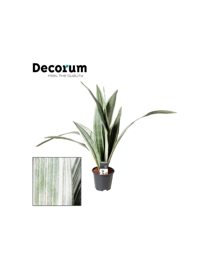 8 Piante di Sansevieria Aubrytniana Metallica Vaso 14cm