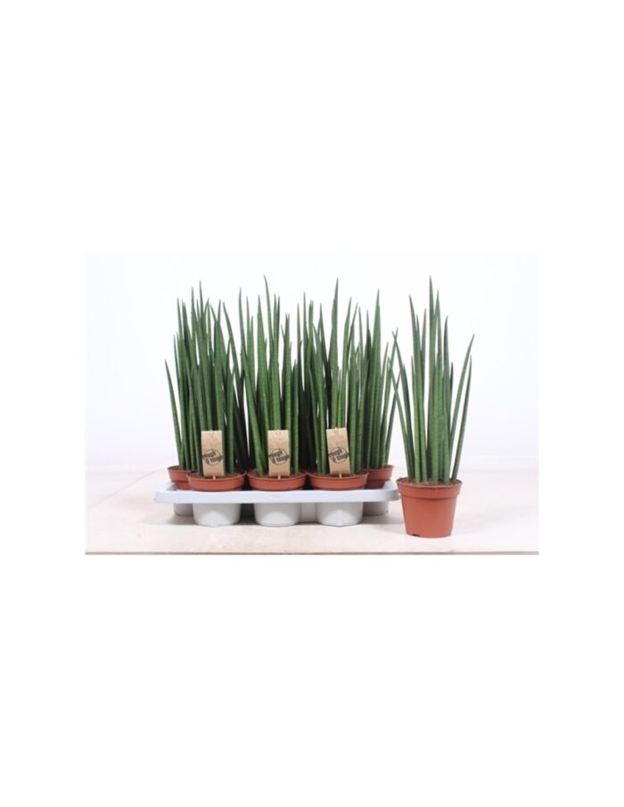 8 Piante di Sansevieria Bacularis Mikado Vaso 14cm