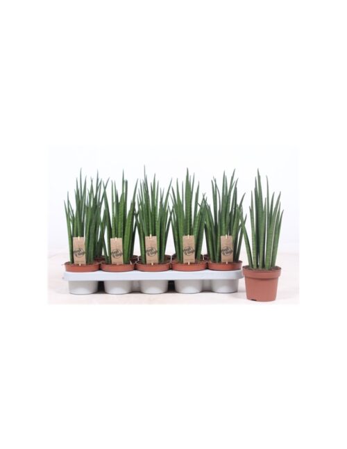 pianta-sansevieria-bacularis-mikado