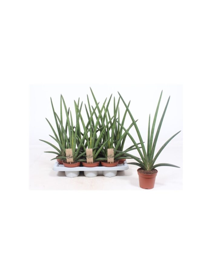 8 Piante di Sansevieria Cylindrica Handshake Fan Vaso 14cm