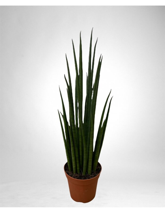 8 Piante di Sansevieria Cylindrica Spaghetti Vaso 19cm