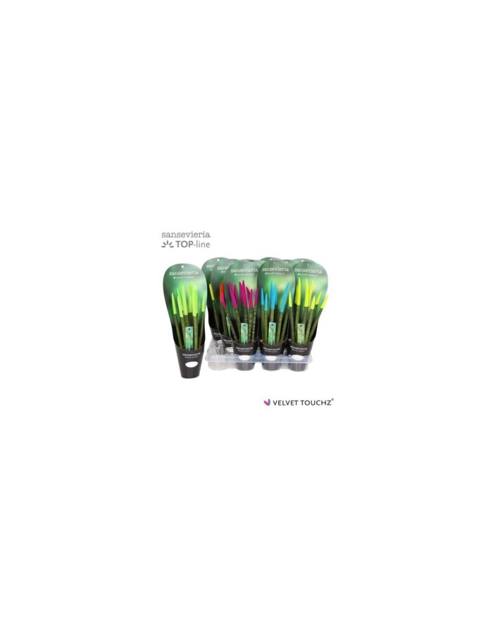 8 Piante di Sansevieria Cylindrica Spaghetti VelvetTouchz Ibiza Vaso 8.5cm
