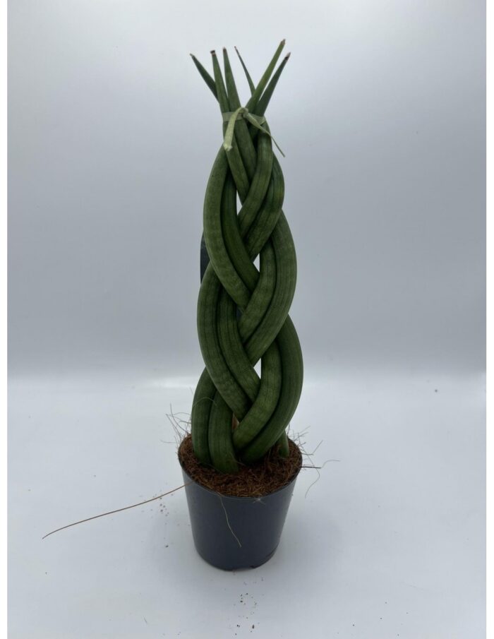 8 Piante di Sansevieria Cylindrica Braid Vaso 9cm
