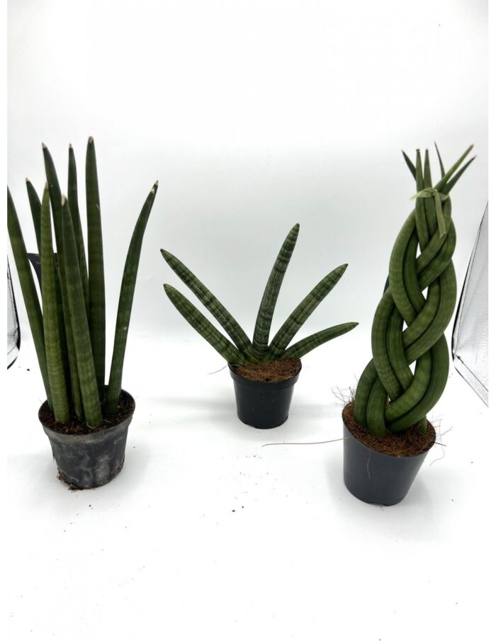 8 Piante di Sansevieria Cylindrica Mix Vaso 9cm