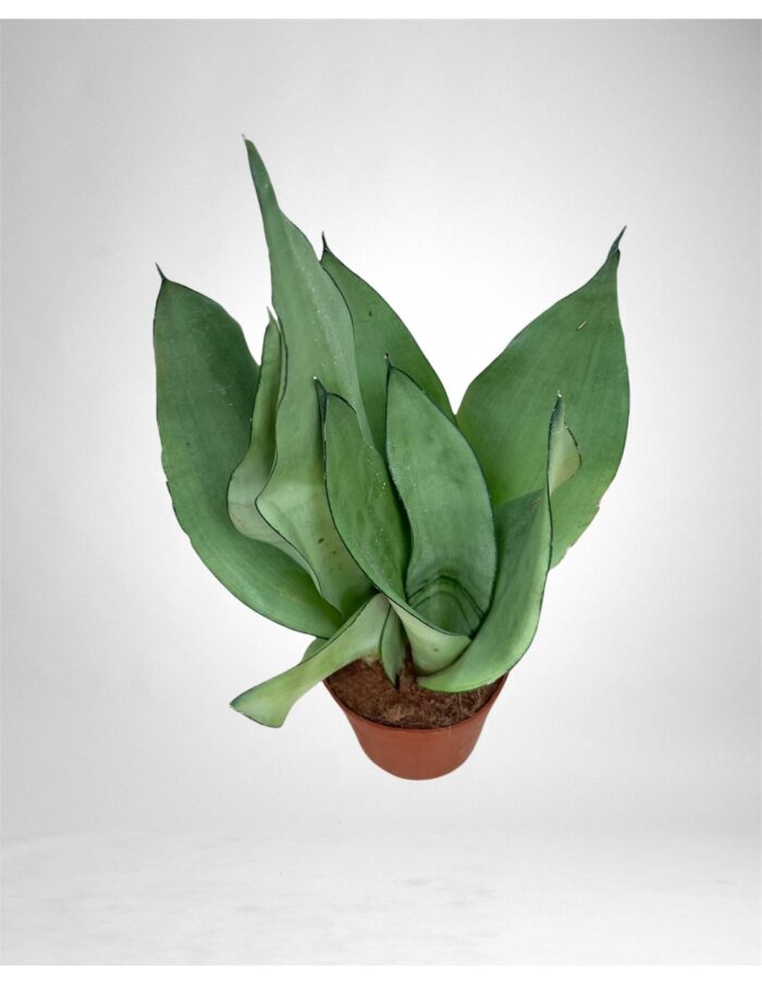8 Piante di Sansevieria Moonshine Vaso 9cm
