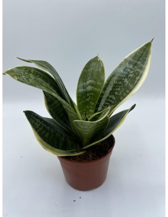 8 Piante di Sansevieria Trif. Golden Hahnii Edge Vaso 9cm