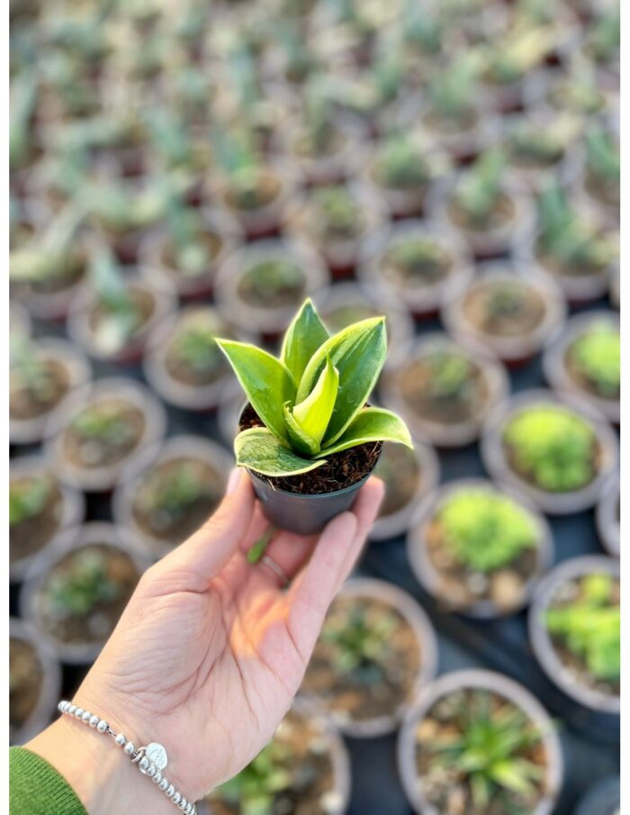 8 Piante di Sansevieria Trif. Hahnii Jade Pagoda Vaso 6cm