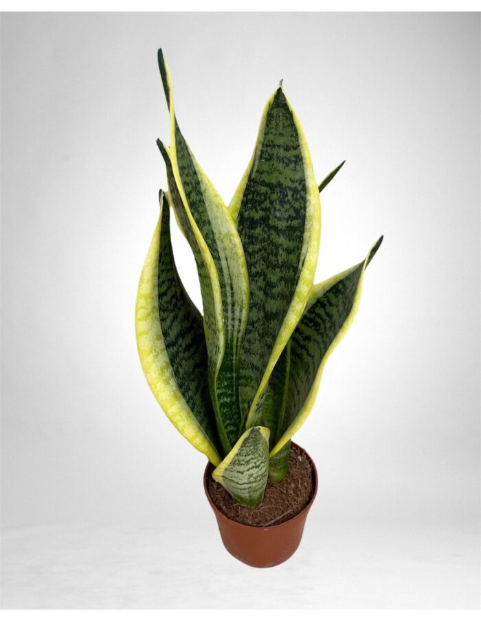 8 Piante di Sansevieria Trif. Laurentii Vaso 12cm
