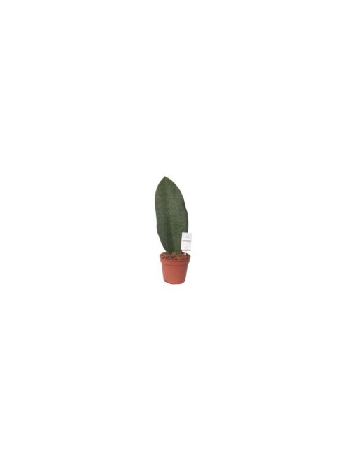 sansevieria-trif-other-victoria