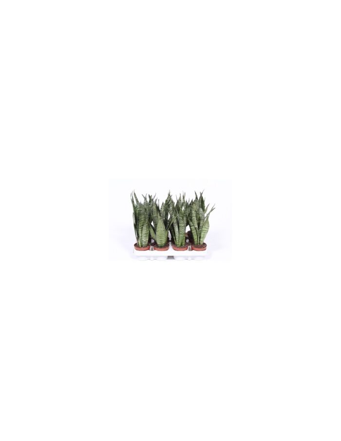 8 Piante di Sansevieria Zeylanica Vaso 12cm