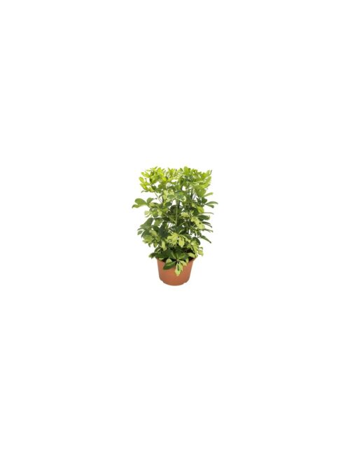 pianta-schefflera-arb-carnaval