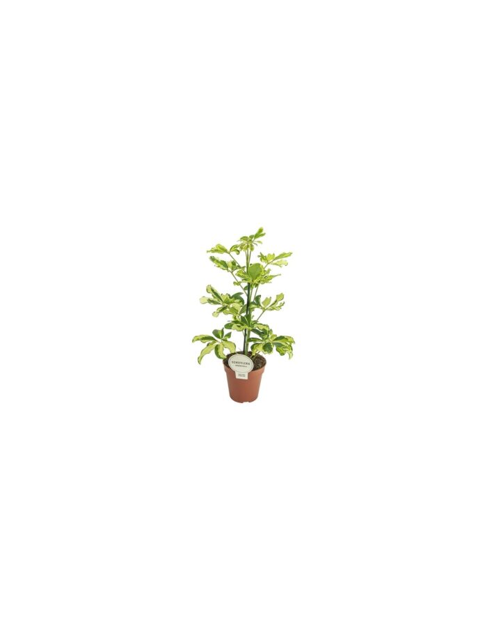 8 Piante di Schefflera Arb. Charlotte Vaso 13cm