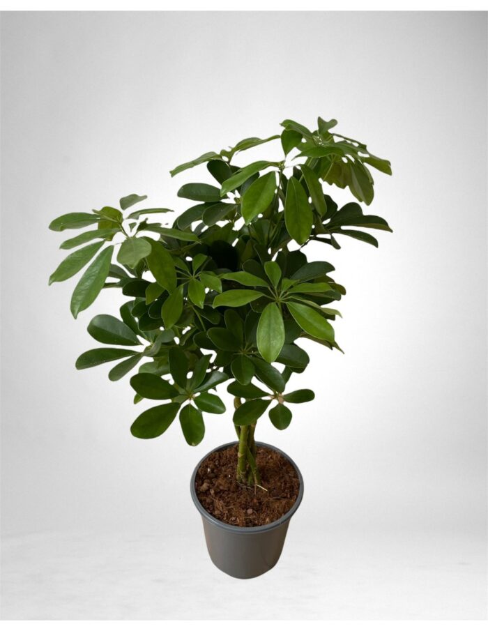 8 Piante di Schefflera Arb. Compacta Nora (tronco intrecciato) Vaso 21cm