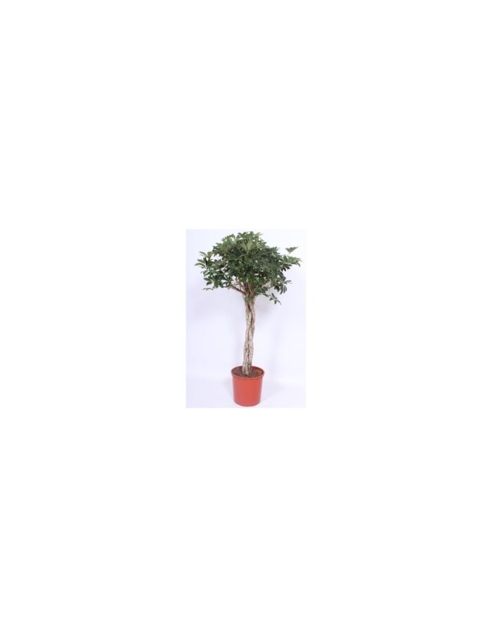 8 Piante di Schefflera Arb. Compacta (Tronco intrecciato) Vaso 34cm