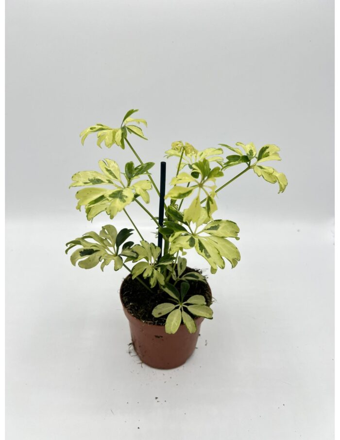 8 Piante di Schefflera arb. Janine Vaso 8cm