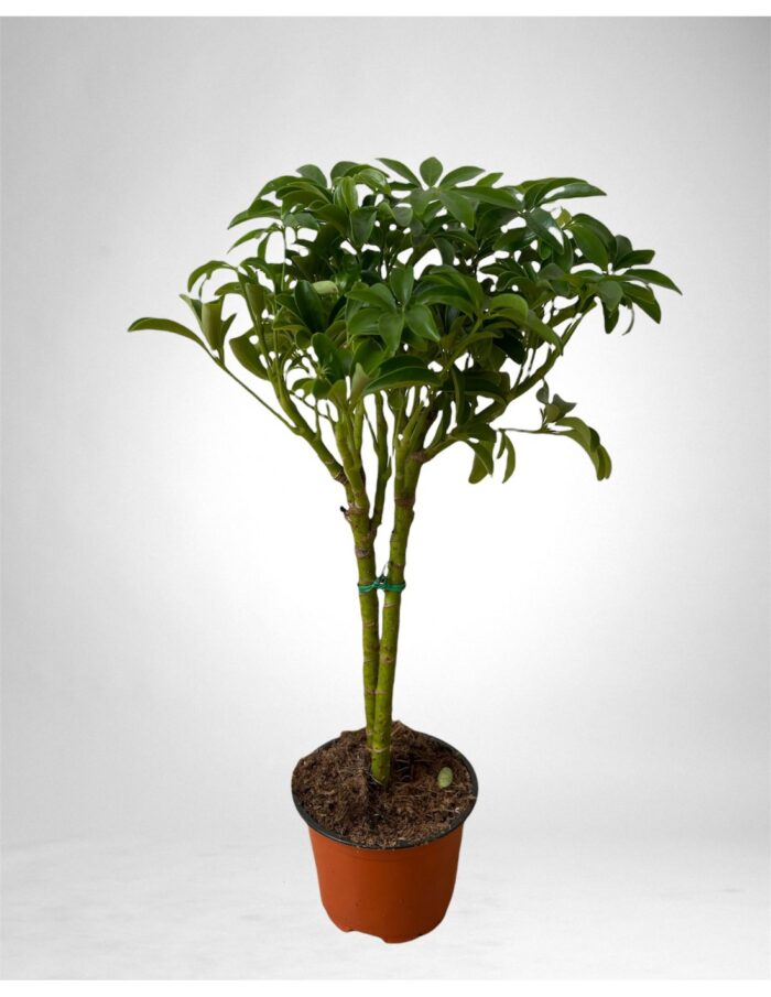 8 Piante di Schefflera Arb. Luseana Vaso 12cm