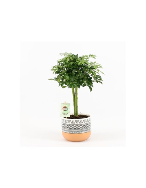 schefflera-arb-luseana