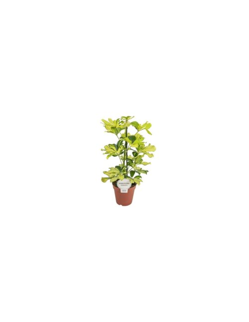 schefflera-arb-melanie