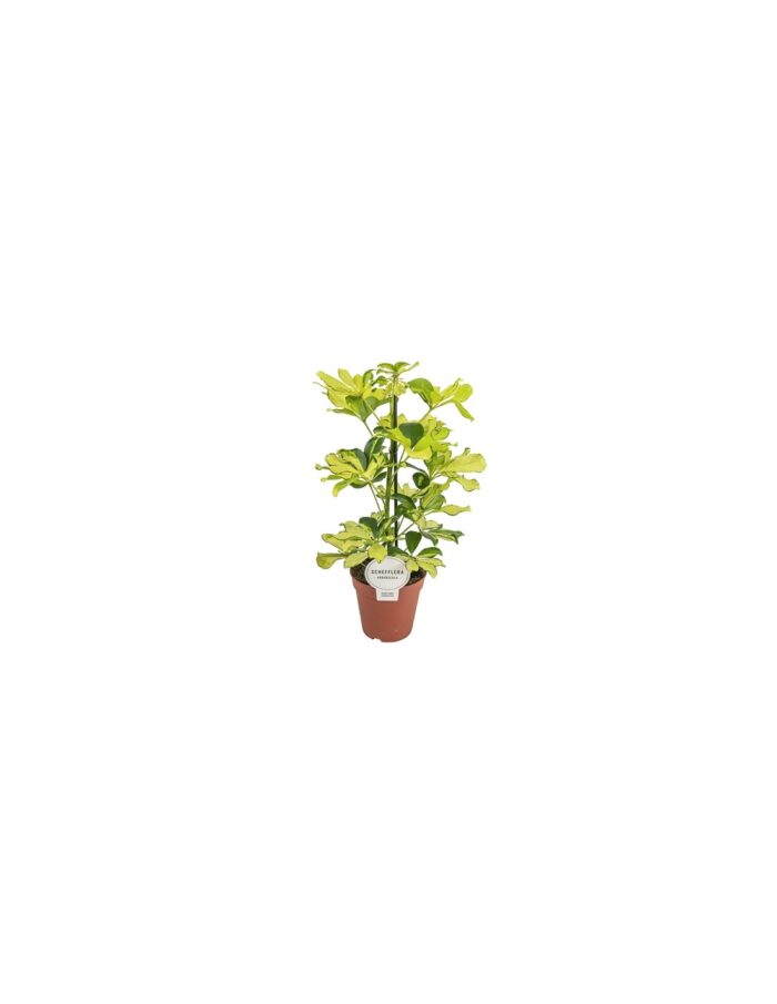 schefflera-arb-melanie