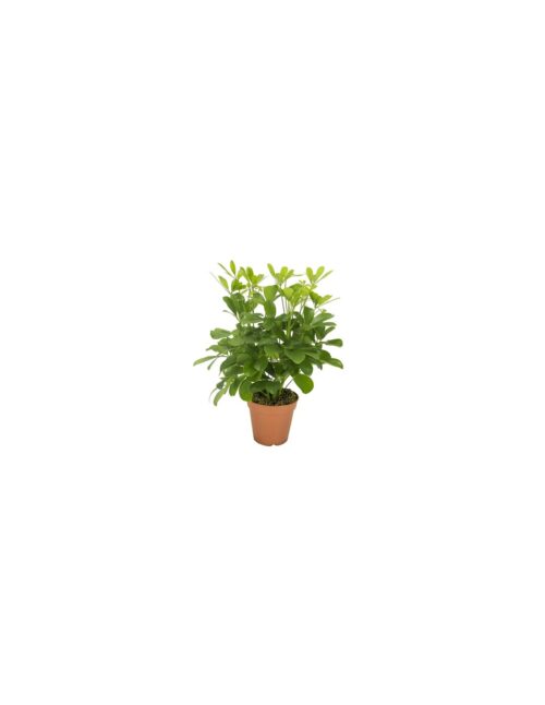 pianta-schefflera-arb-nora