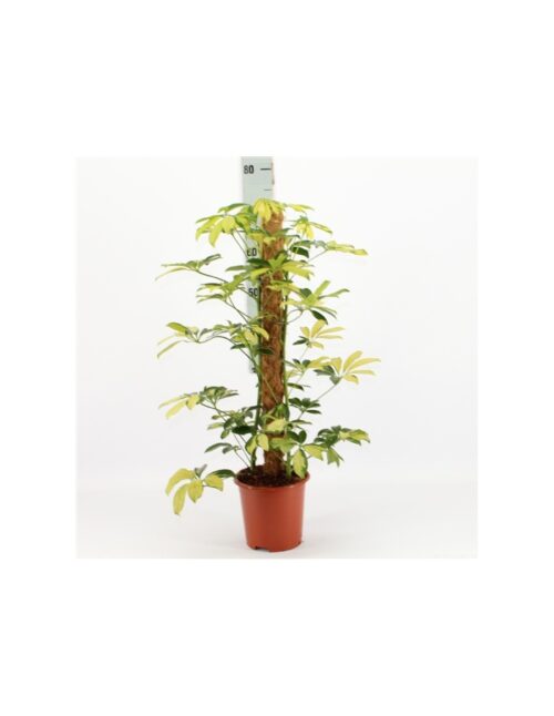 pianta-schefflera-arb-trinette
