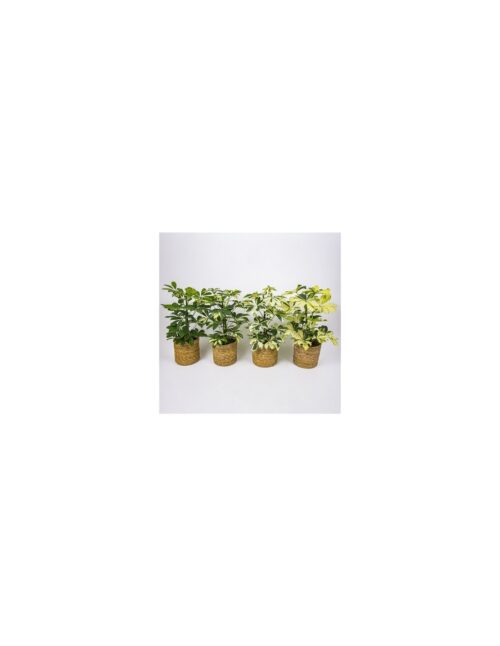 pianta-schefflera