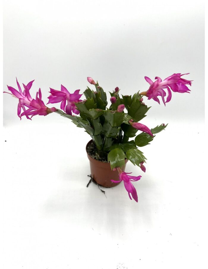 8 Piante di Schlumbergera, Cactus di Natale Vaso 12cm